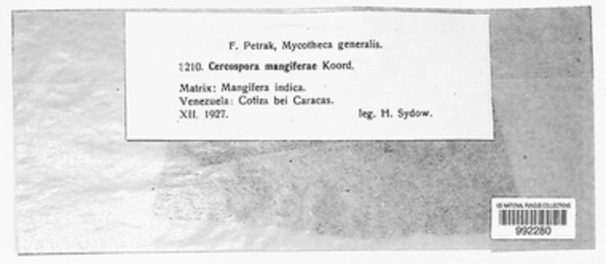 Cercospora mangiferae image